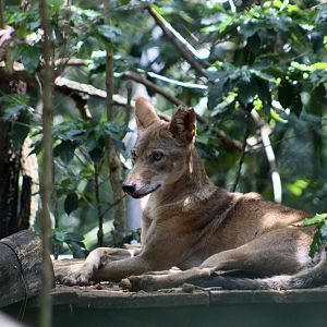 El Salvador Coyote (Canis latrans dickeyi)