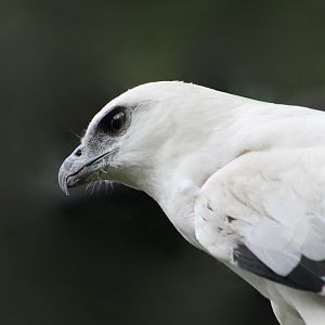 Costa Rican White Hawk (Pseudastur albicollis costaricensis)