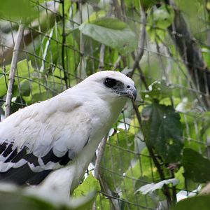 Costa Rican White Hawk (Pseudastur albicollis costaricensis)
