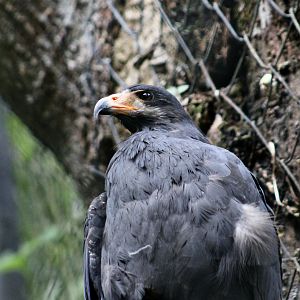 Common Black Hawk (Buteogallus anthracinus bangsi)