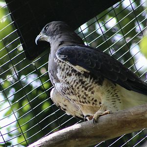 Swainson's Hawk (Buteo swainsoni)