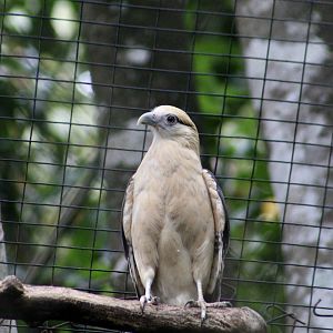Yellow-Headed Caracara (Milvago chimachima cordata)