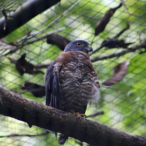 Double-Toothed Kite (Harpagus bidentatus fasciatus)