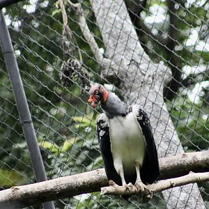 King Vulture (Sarcoramphus papa)