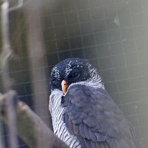 Black-and-White Owl (Strix nigrolineata)