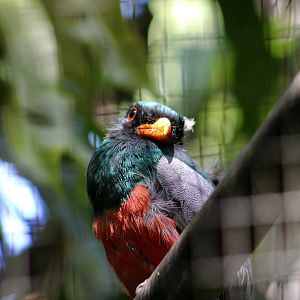 Slaty-Tailed Trogon (Trogon massena hoffmanni)