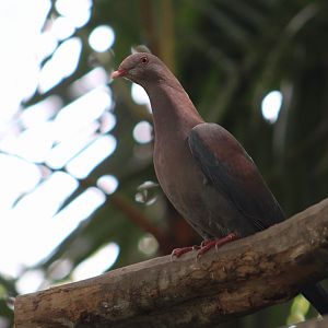 Wild Red-Billed Pigeon (Patagioenas flavirostris)