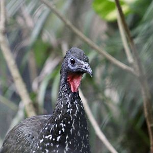 Crested Guan (Penelope purpurascens aequatorialis)