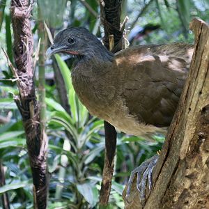 Grey-Headed Chachalaca (Ortalis cinereiceps)