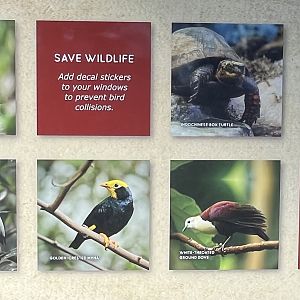 Kingdoms of Asia Aviary - New in 2023