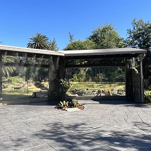 Malayan Tiger Exhibit #1 - New in 2023