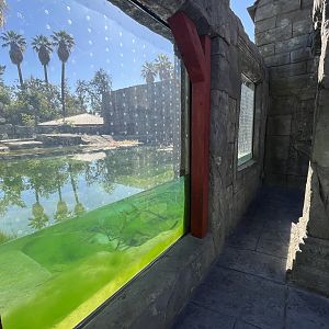 Sunda Gharial Exhibit - New in 2023