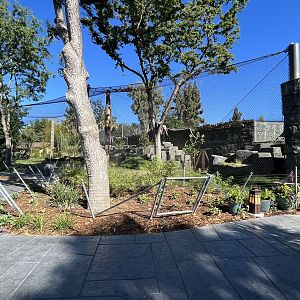 Malayan Tiger Exhibit #2