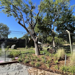 Sloth Bear Exhibit - New in 2023