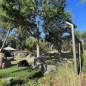 Sloth Bear Exhibit - New in 2023
