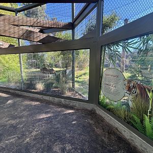Malayan Tiger Exhibit #2 - New in 2023