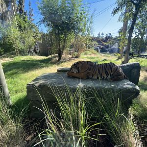 Malayan Tiger Exhibit #2 - New in 2023