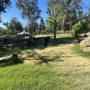 Sloth Bear Standing Up