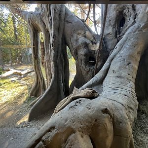Orangutan/Siamang Exhibit - Renovated in 2023