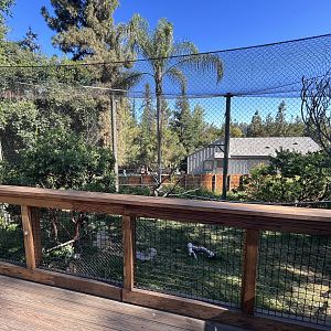 Rhinoceros Hornbill Aviary - New in 2023