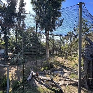 Orangutan/Siamang Exhibit - Renovated in 2023