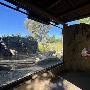 Komodo Dragon Exhibit - New in 2023