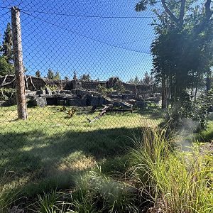Malayan Tiger Exhibit #2 - New in 2023