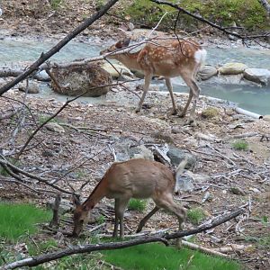 Wild sika deers