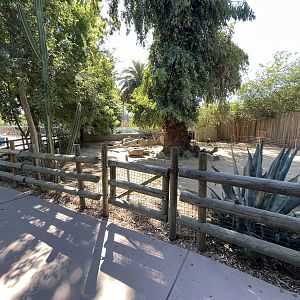Chacoan Peccary Exhibit