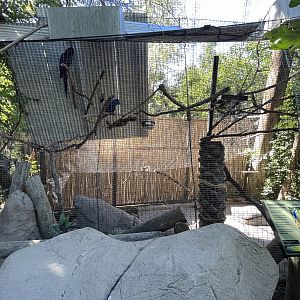 Hyacinth Macaw Aviary