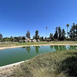 African Elephant Exhibit