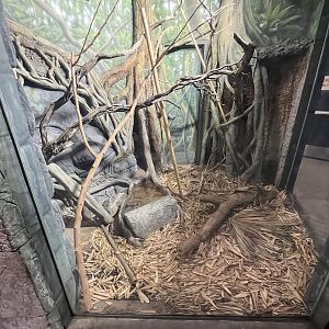 King Cobra Exhibit