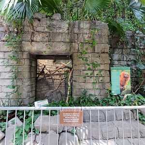 Cleveland Zoo, Rainforest - First exhibit, golden lion tamarins
