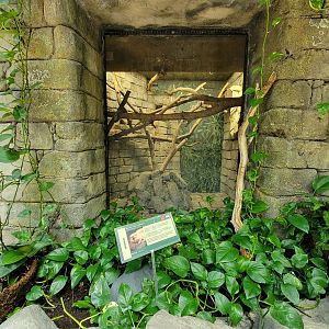 Cleveland Zoo, Rainforest - Golden lion tamarins