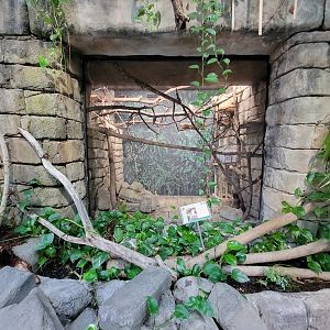 Cleveland Zoo, Rainforest - Pied tamarins