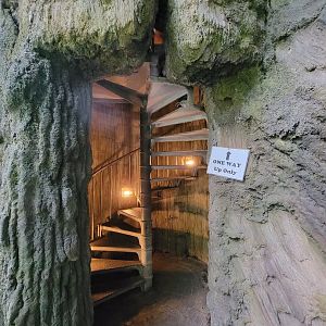 Cleveland Zoo, Rainforest - Staircase up a tree