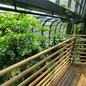 Cleveland Zoo, Rainforest - Top of tree staircase