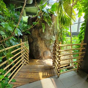 Cleveland Zoo, Rainforest - Tree with staircase