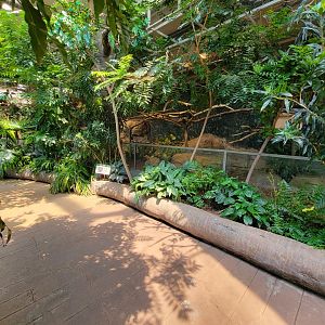 Cleveland Zoo, Rainforest - Outside Research Station, into free flight area