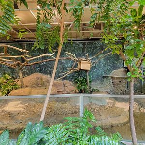 Cleveland Zoo, Rainforest - Prehensile-tailed Porcupine