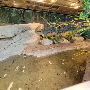 Cleveland Zoo, Rainforest - Prehensile-tailed Porcupine