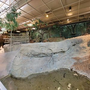 Cleveland Zoo, Rainforest - Red-rumped Agouti