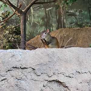 Cleveland Zoo, Rainforest - Red-rumped Agouti