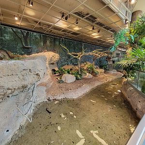 Cleveland Zoo, Rainforest - Prehensile-tailed Porcupine