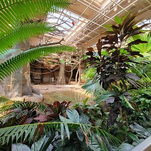 Cleveland Zoo, Rainforest - Capybara, birds