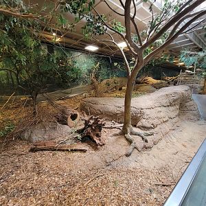 Cleveland Zoo, Rainforest - Red-rumped agouti area