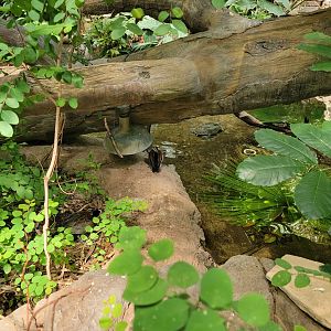 Cleveland Zoo, Rainforest - White-faced whistling duck, turtle (yellow-spotted Amazon or spot-belly side-neck)