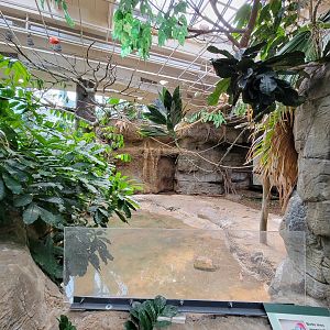 Cleveland Zoo, Rainforest - Capybara yard