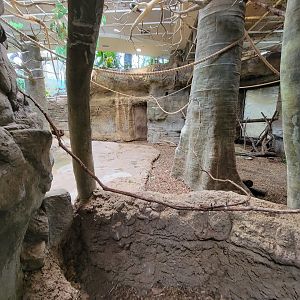 Cleveland Zoo, Rainforest - Capybara yard