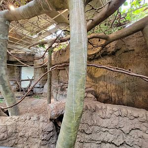 Cleveland Zoo, Rainforest - Capybara on left, giant anteater on right